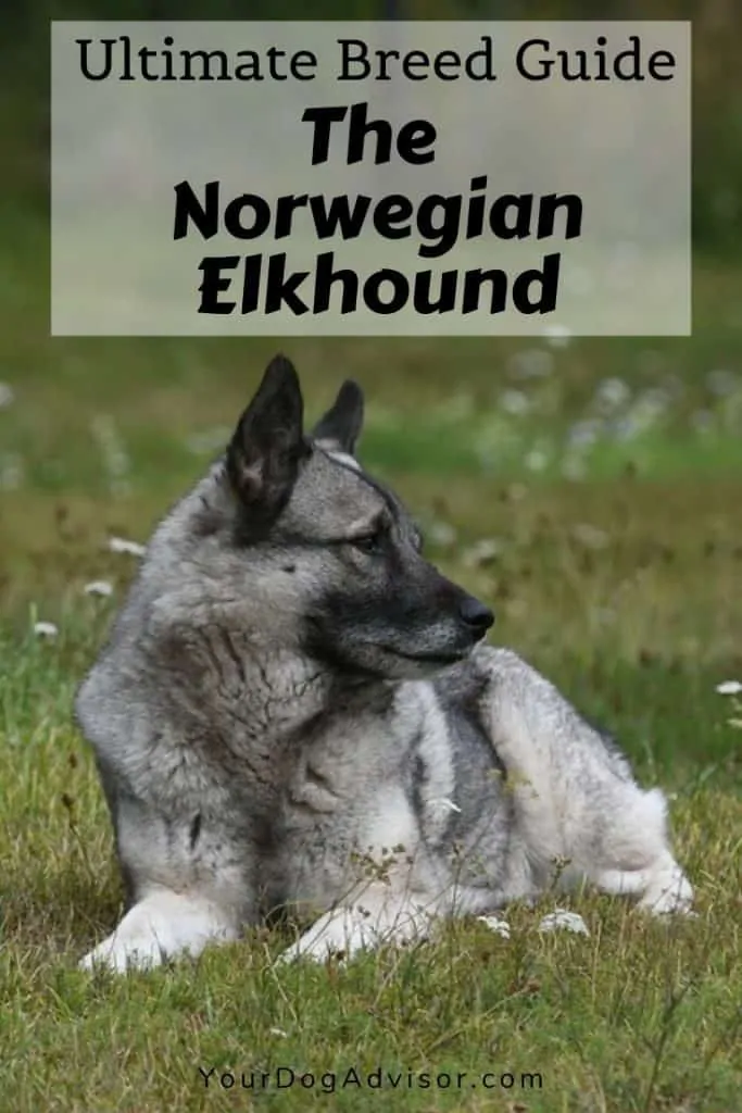 The Norwegian Elkhound - Ultimate Breed Information Guide 9