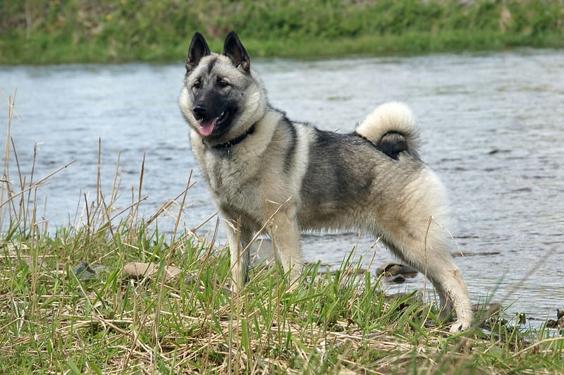 are swedish elkhounds dominant dogs