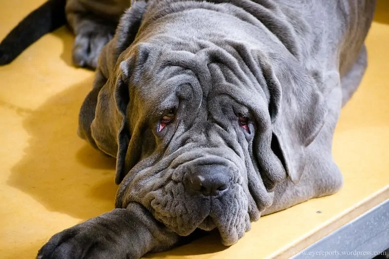 The Neapolitan Mastiff - Ultimate Breed Information Guide 1