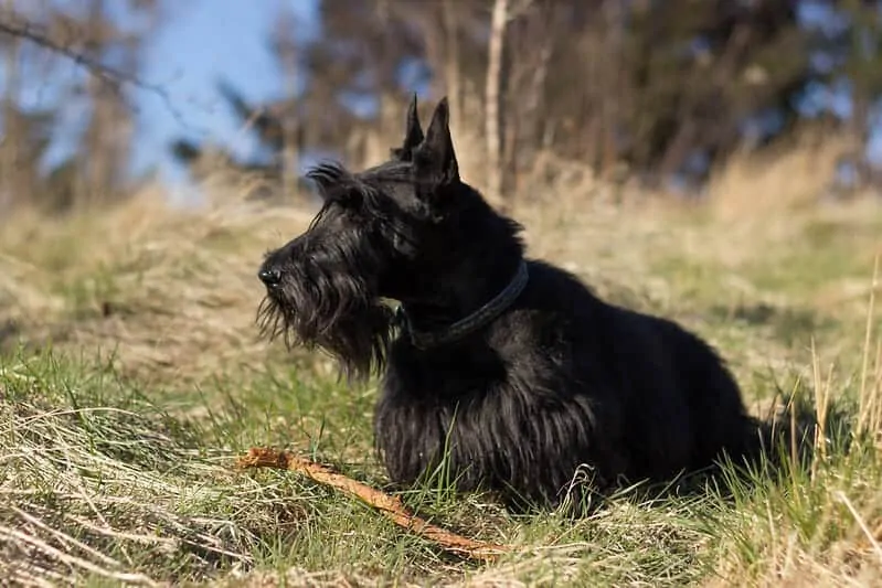 The Scottish Terrier - Ultimate Breed Information Guide 1