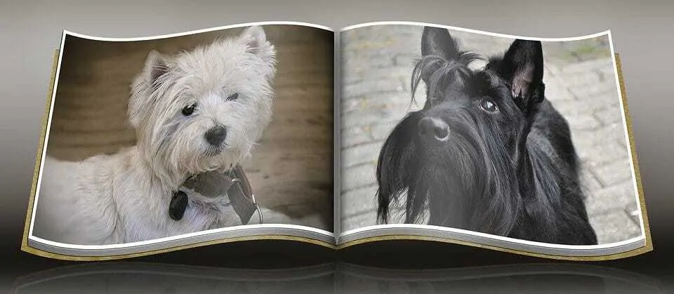 The Scottish Terrier - Ultimate Breed Information Guide 2