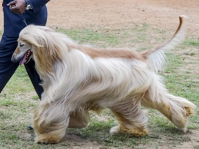 The Afghan Hound - Ultimate Breed Information Guide 4