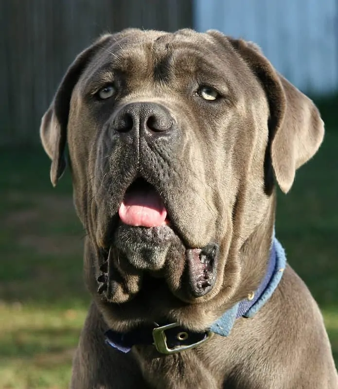 The Neapolitan Mastiff - Ultimate Breed Information Guide 3