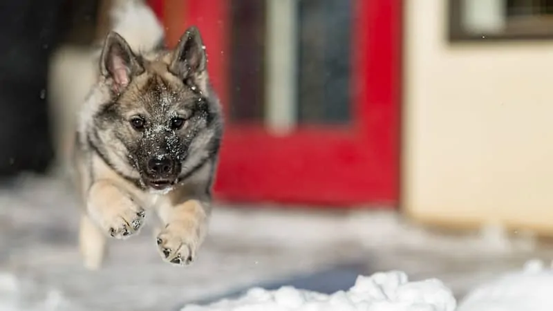 The Norwegian Elkhound - Ultimate Breed Information Guide 3