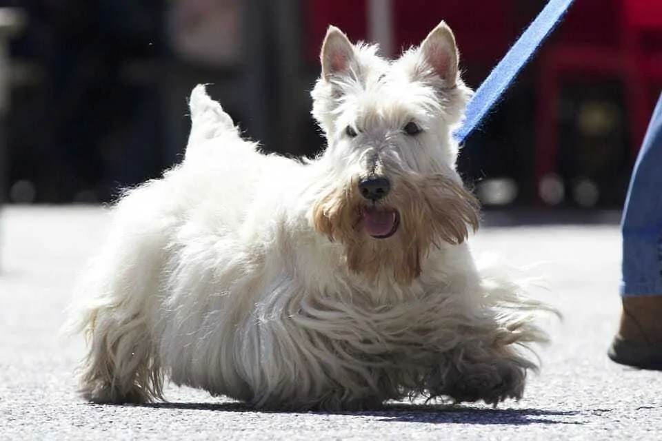 The Scottish Terrier - Ultimate Breed Information Guide 3