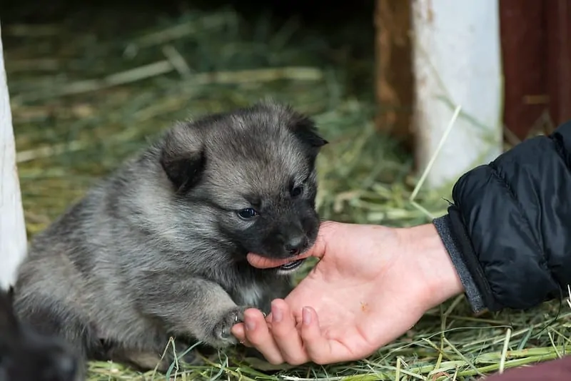 The Norwegian Elkhound - Ultimate Breed Information Guide 4