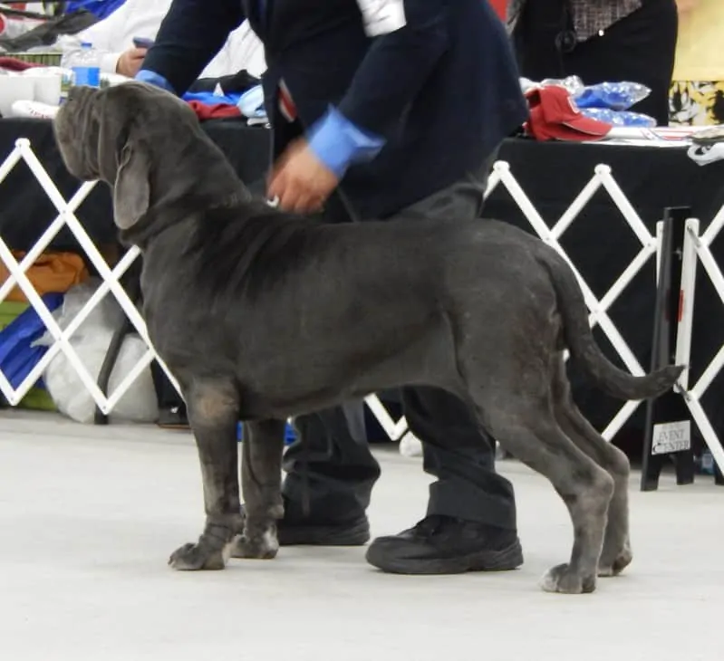 The Neapolitan Mastiff - Ultimate Breed Information Guide 6