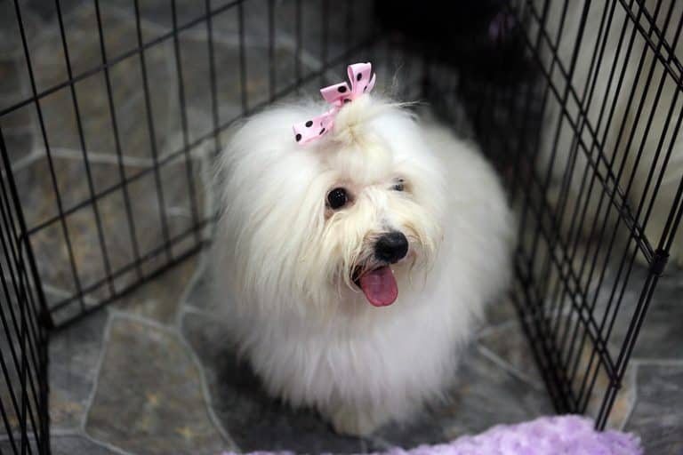 The Coton de Tulear Ultimate Breed Information Guide Your Dog Advisor