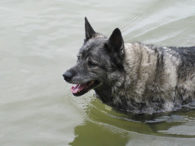 The Norwegian Elkhound - Ultimate Breed Information Guide 7