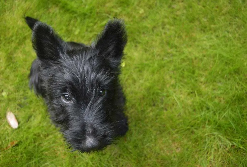 The Scottish Terrier - Ultimate Breed Information Guide 7