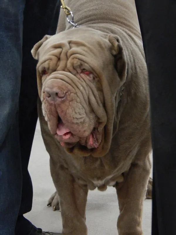 The Neapolitan Mastiff - Ultimate Breed Information Guide 8