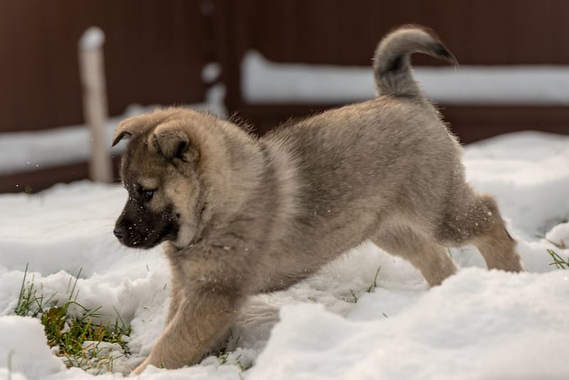 The Norwegian Elkhound - Ultimate Breed Information Guide 8