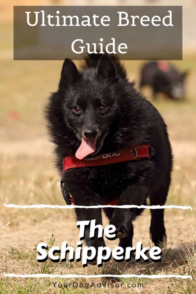 The Schipperke - Ultimate Breed Information Guide 8