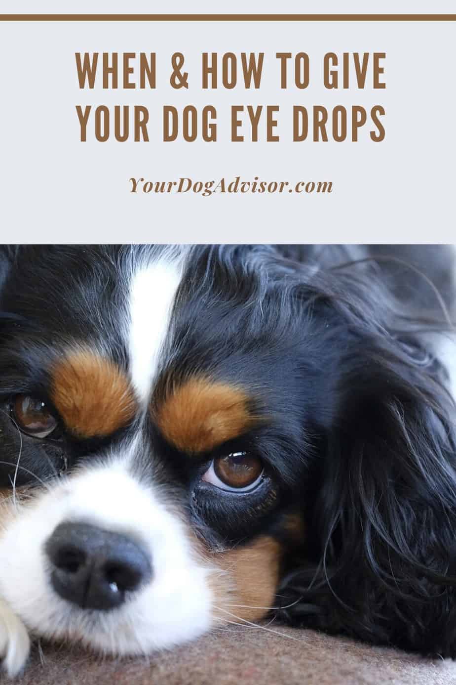 When and How to Give Your Dog Eye Drops Your Dog Advisor