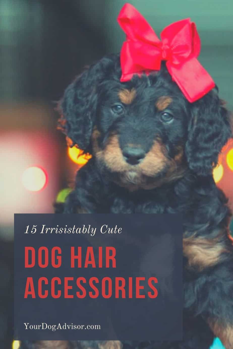 15 Irresistibly Cute Dog Hair Accessories Your Dog Advisor