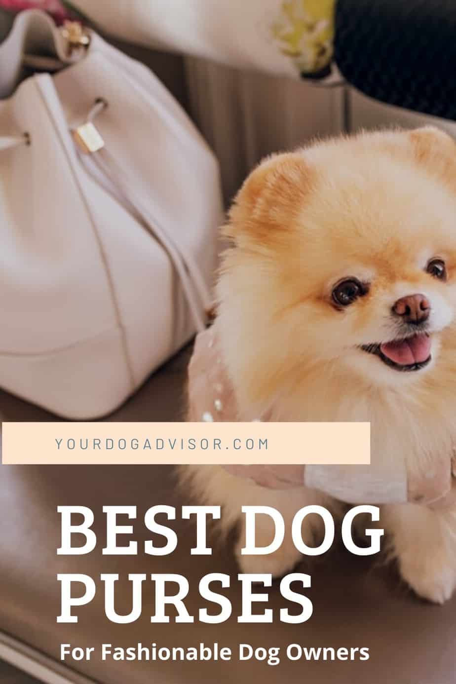 The Best Dog Purse For Fashionable Dog Owners Your Dog Advisor