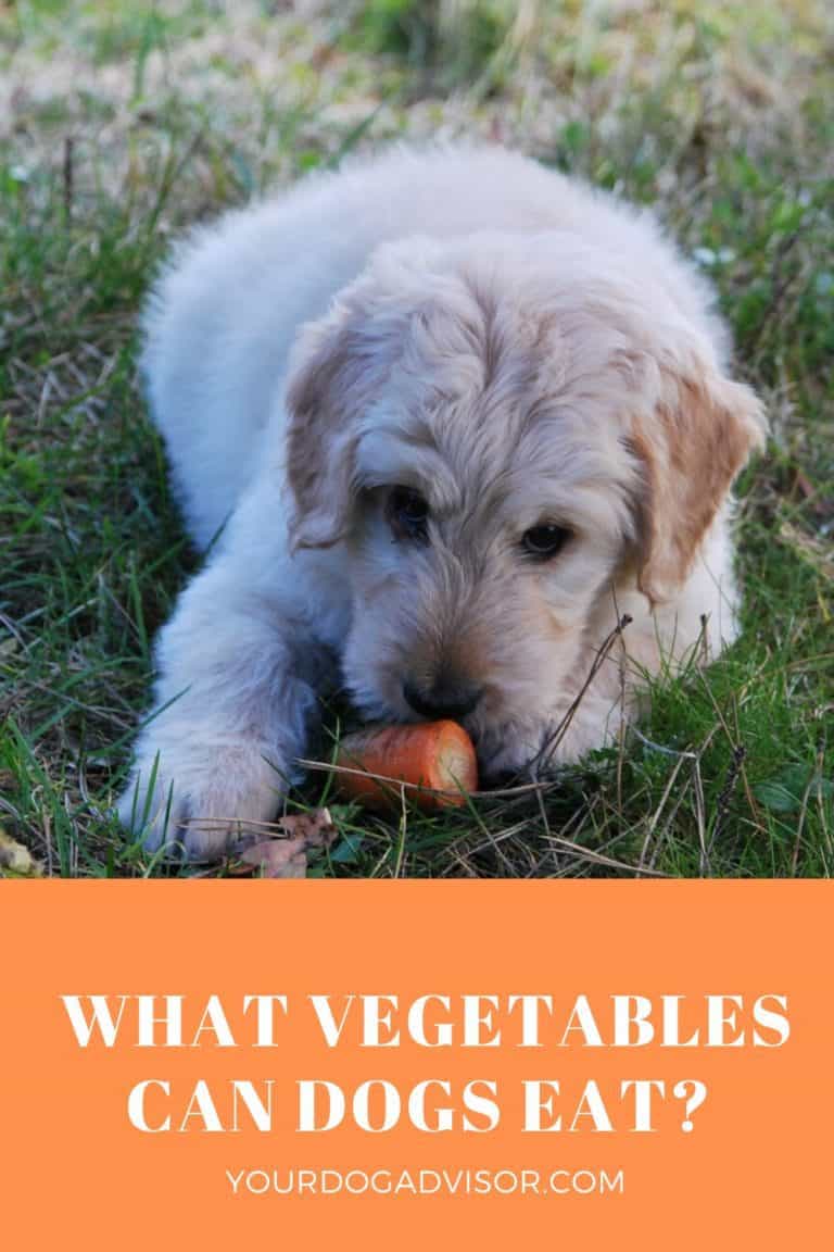 What Vegetables Can Dogs Eat? Your Dog Advisor