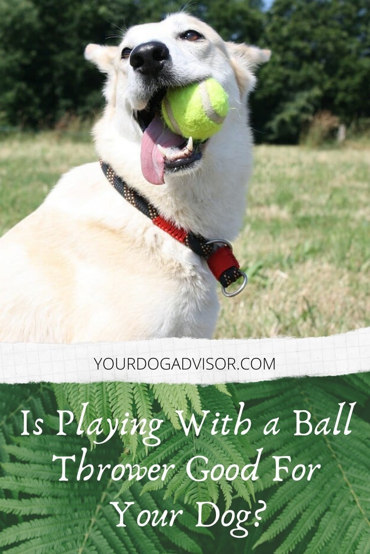 Is Playing With a Ball Thrower Good For Your Dog? Your Dog Advisor