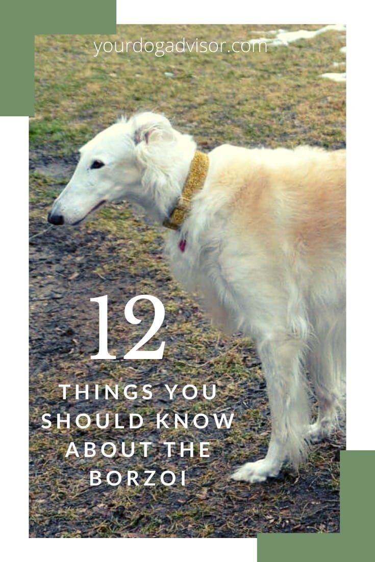 Borzoi Breed Information 12 Facts to Know Your Dog Advisor