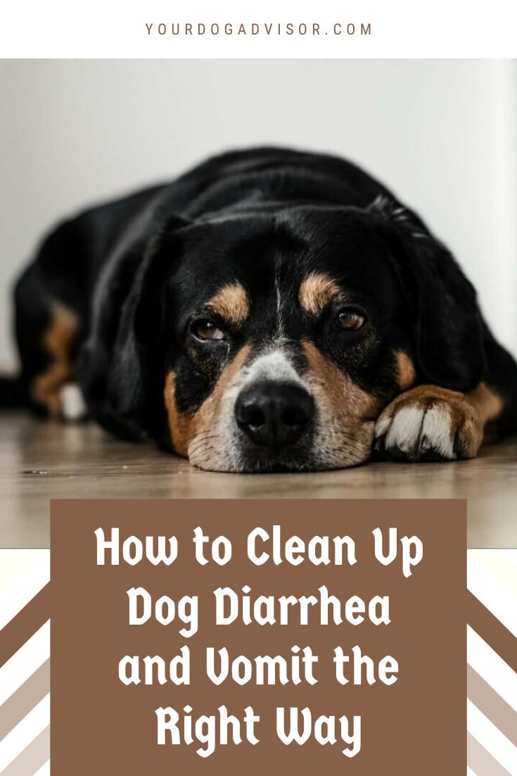 How to Clean Up Dog Diarrhea and Vomit the Right Way Your Dog Advisor