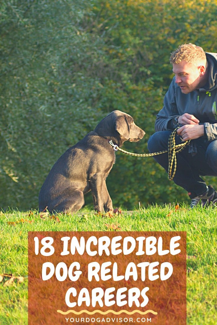 18 Incredible Dog Related Careers Your Dog Advisor