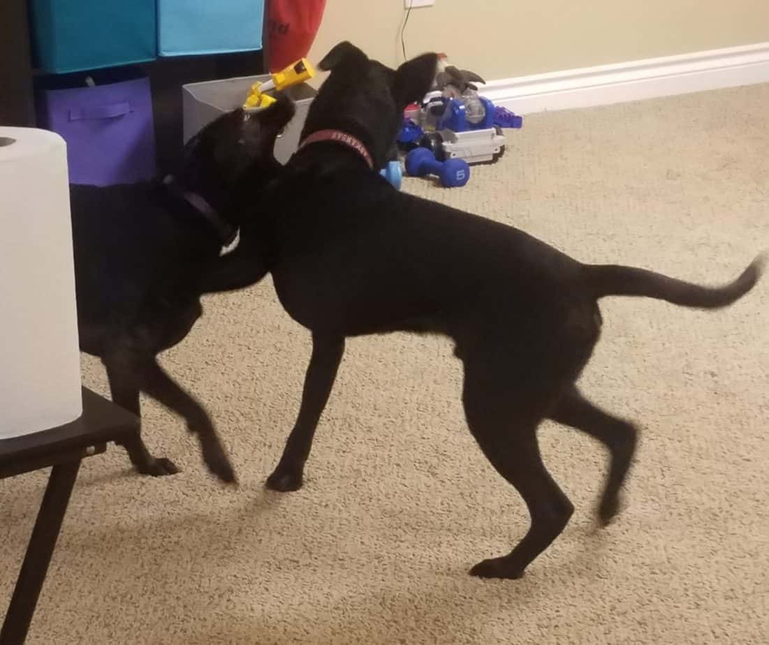 Should I Get a Second Dog? Your Dog Advisor