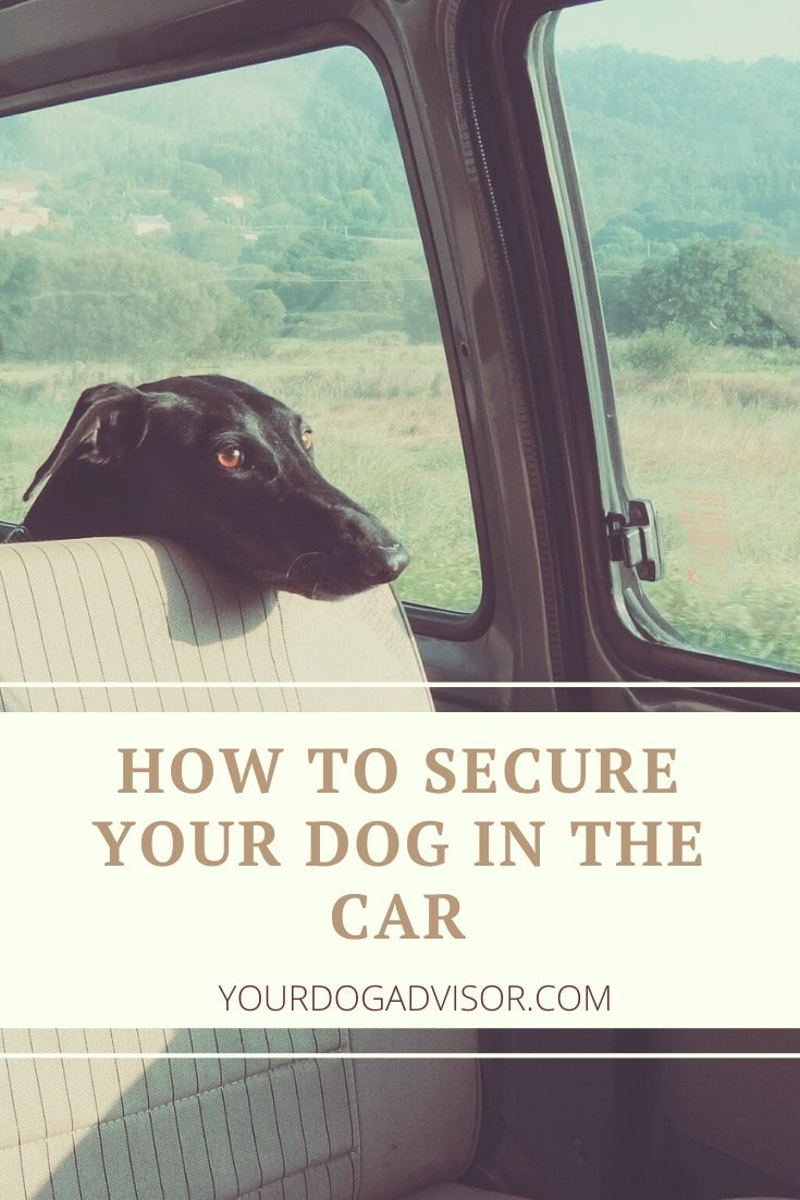 How to Secure Your Dog in the Car Your Dog Advisor