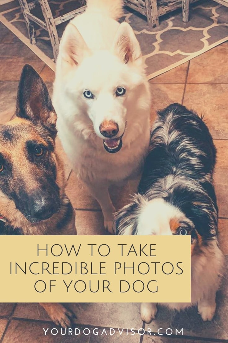How to Take Incredible Photos of Your Dog Your Dog Advisor