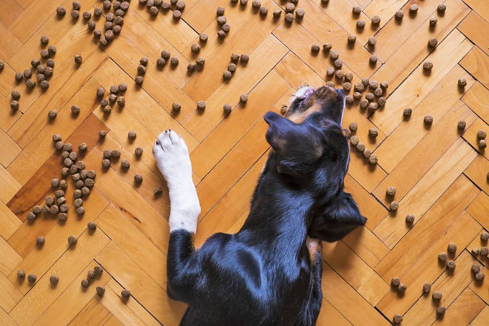 The Best Dry Dog Food for Adult Dogs Your Dog Advisor