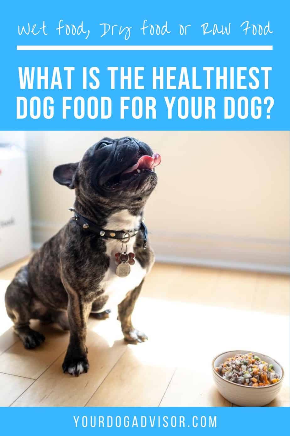 Healthiest Dog Food For Your Dog Wet Food, Dry Food or Raw Food