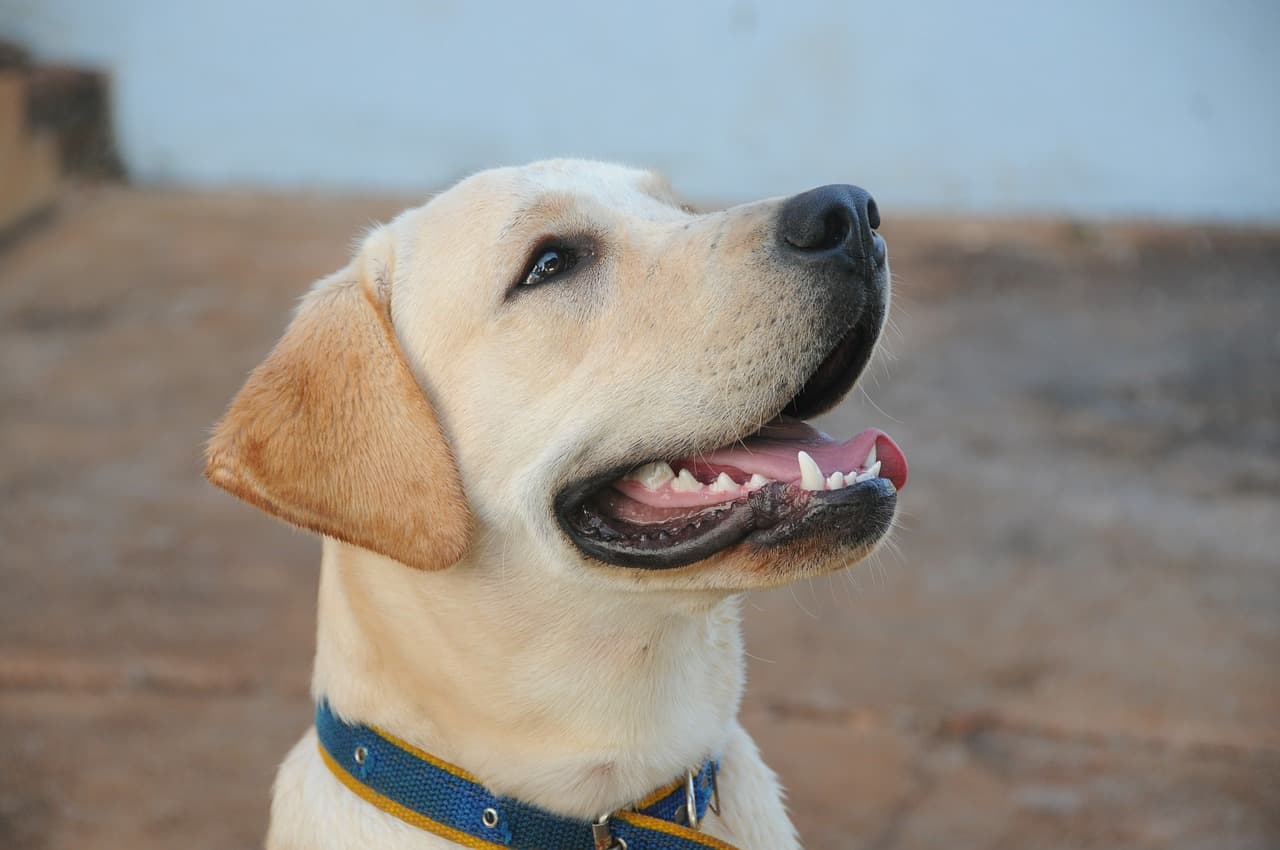 15 Things You Should Know Before Getting A Goldador (Golden Retriever Labrador Mix) Your Dog