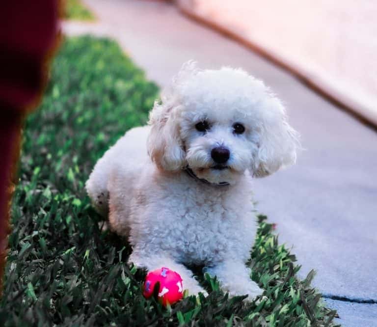 15 Things You Should Know About the Shih Poo - Breed Information Guide ...