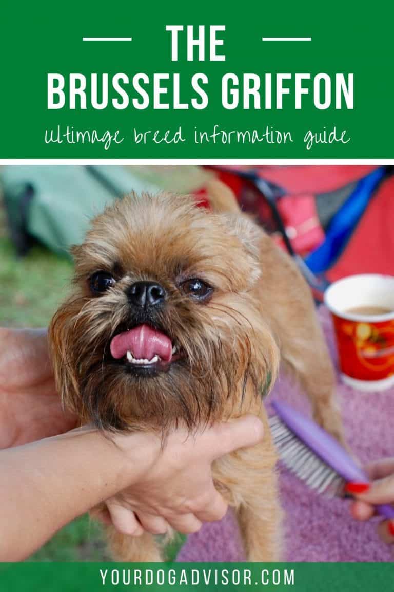 The Brussels Griffon - Ultimate Breed Information Guide | Your Dog Advisor