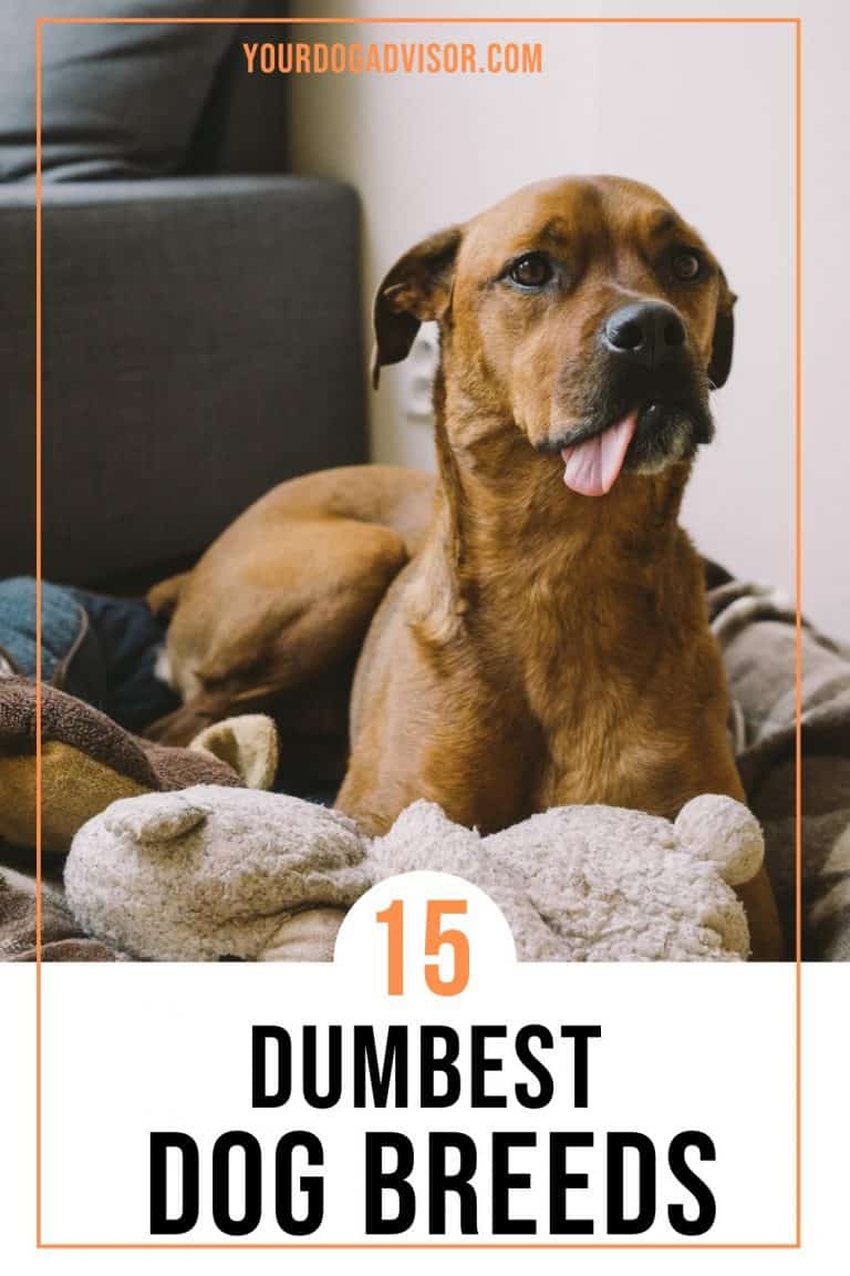 15 Dumbest Dog Breeds (Sorry If Your Dog Is On This List) Your Dog