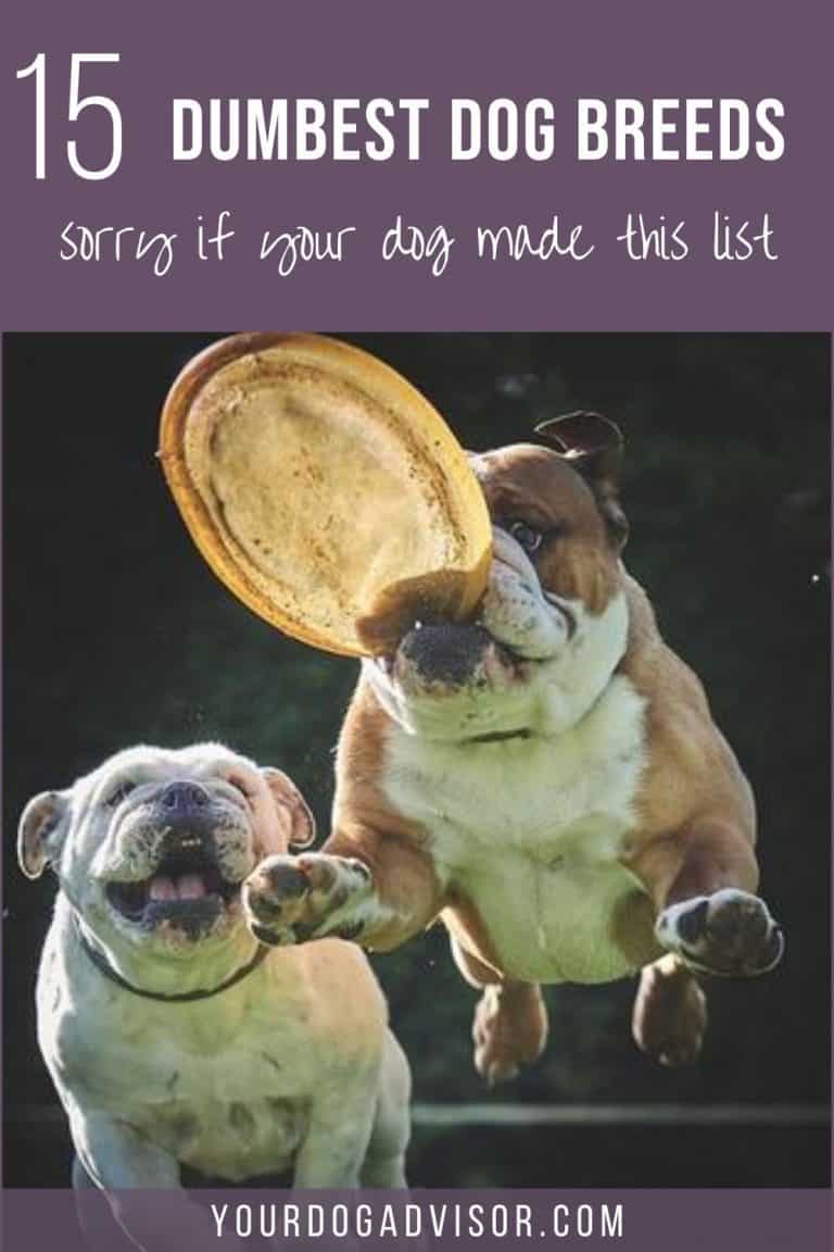 15 Dumbest Dog Breeds (Sorry If Your Dog Is On This List) Your Dog Advisor