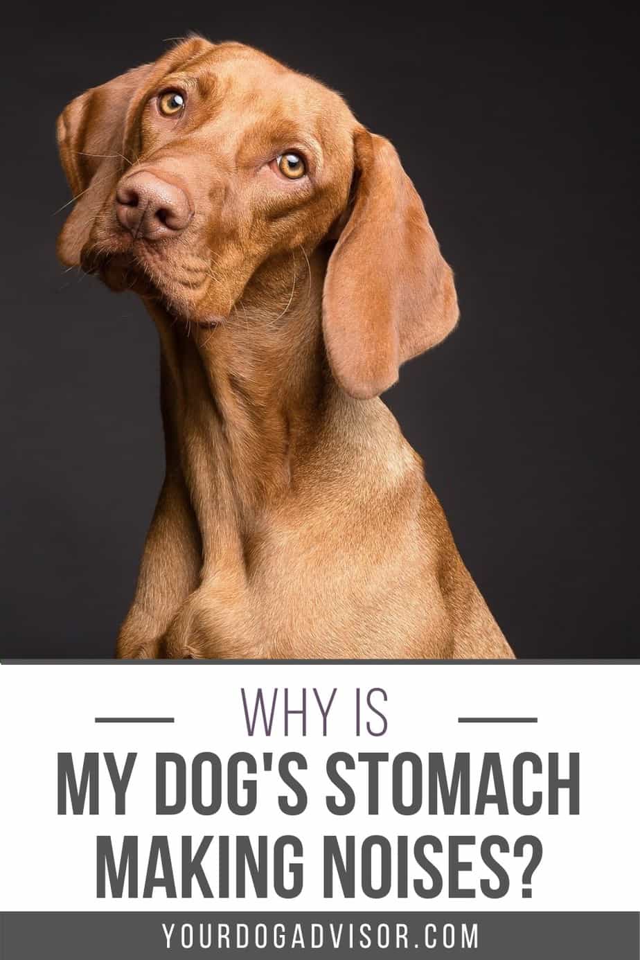 Why is My Dog’s Stomach Making Noises? Your Dog Advisor