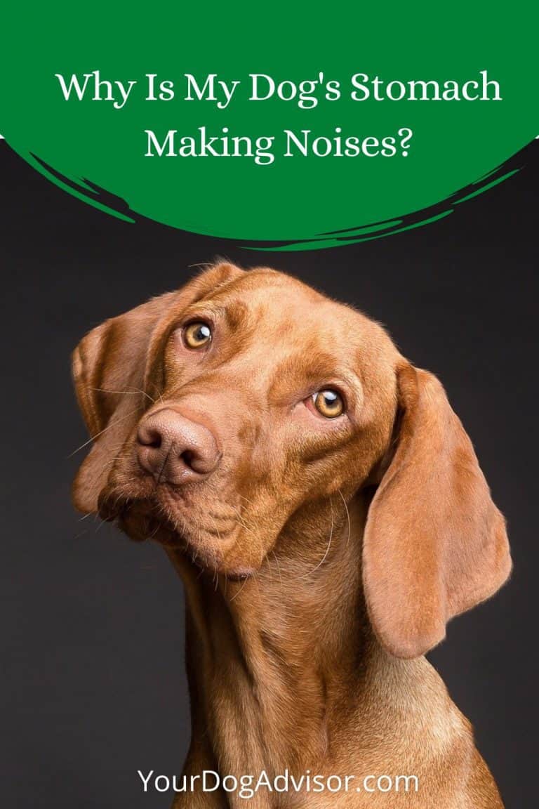 Why is My Dog’s Stomach Making Noises? Your Dog Advisor