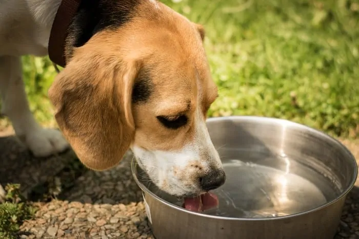 1 Beagle drinking from water bowl