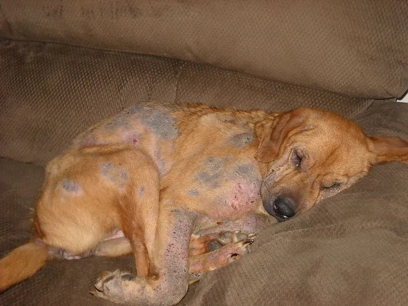 1. Dog with Mange