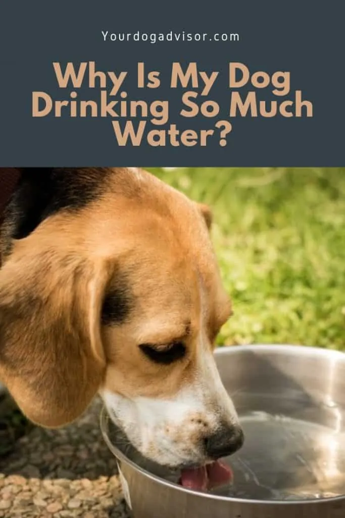 7 Canva graphic beagle drinking