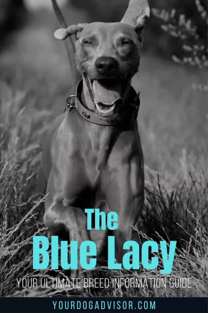 Blue Lacy 1