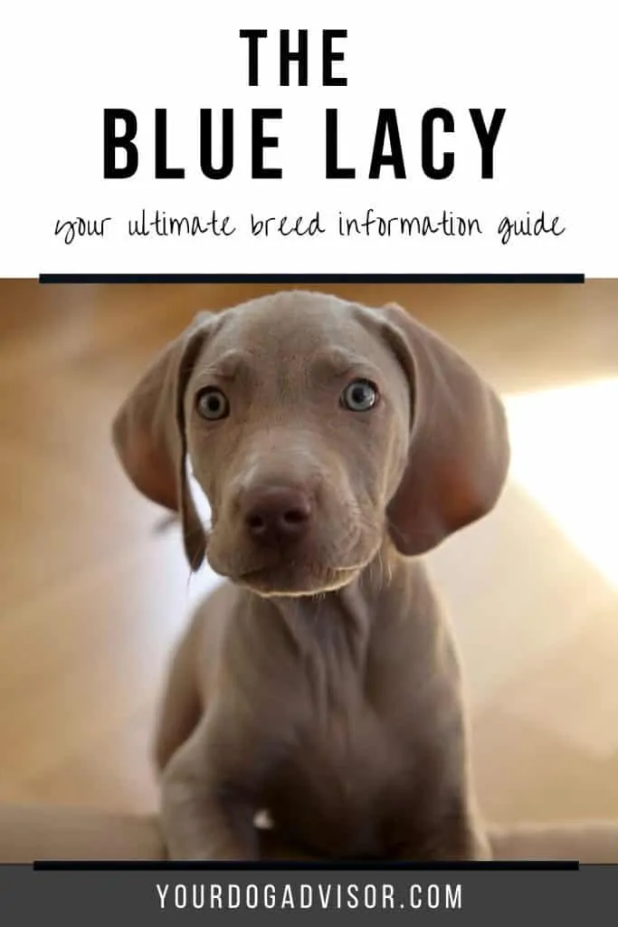 can a aidi and a blue lacy be friends