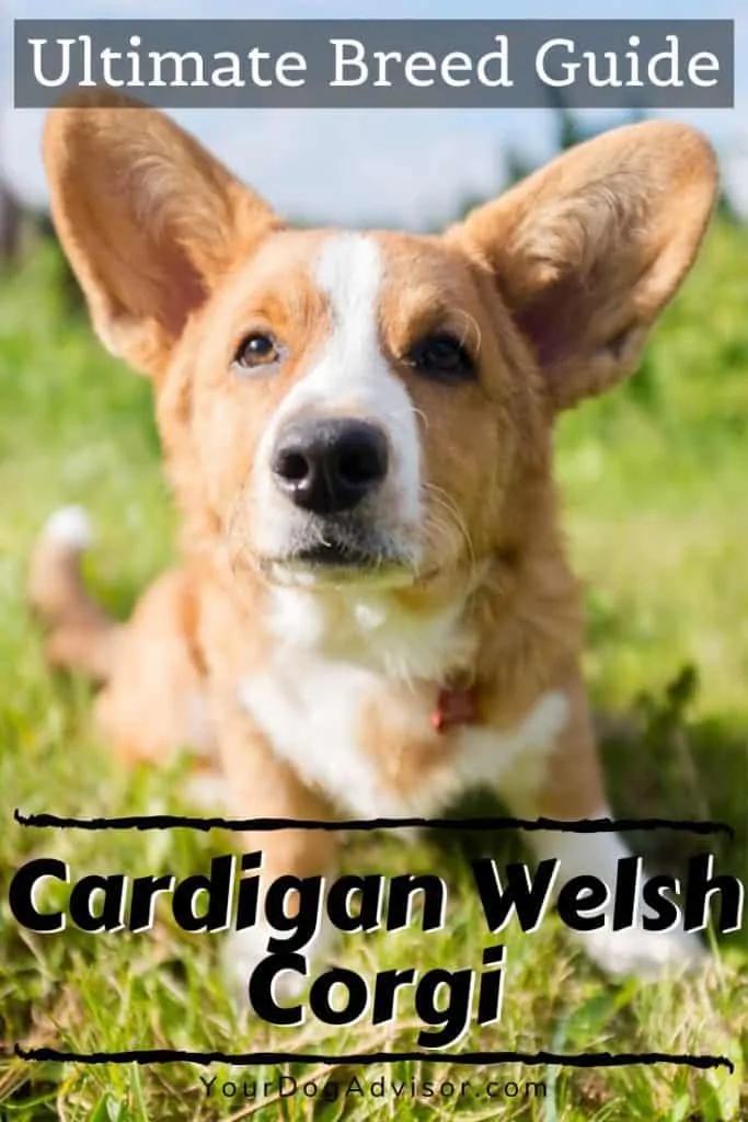 Cardigan welsh corgi