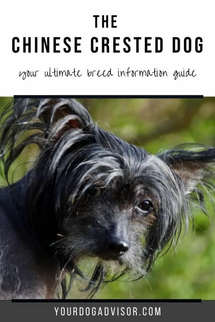 Chinese Crested Dog 1