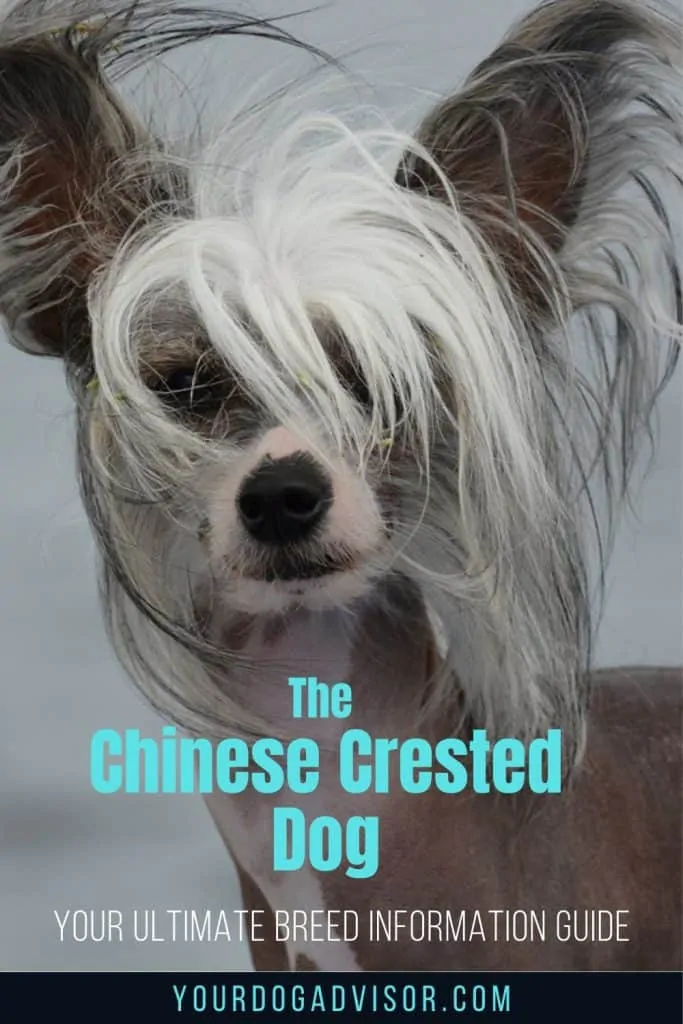 Chinese Crested Dog 2