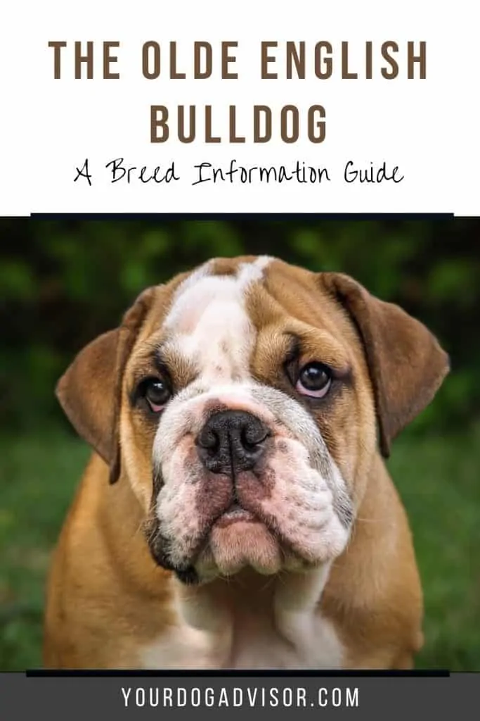 Old English Bulldogge 1