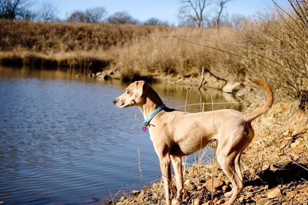 Pic 1 a blue lacy looking at a lake