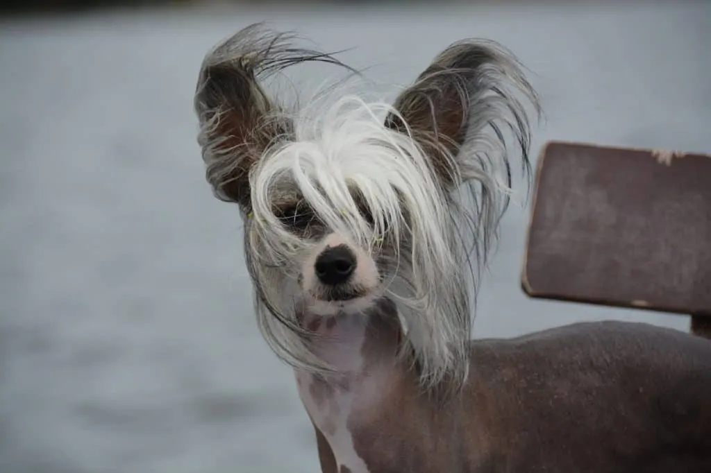 Pic 1 a white chinese crested dog