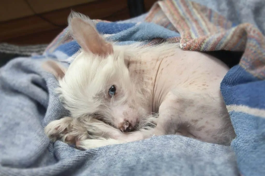 Pic 10 a Chinese Crested puppy