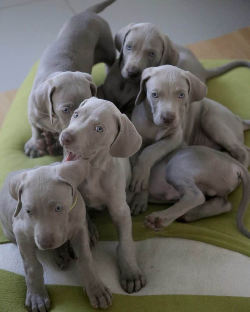Pic 10 blue lacy puppies